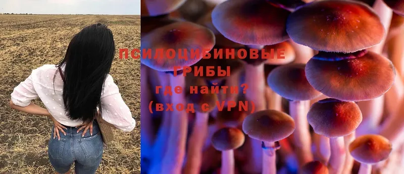 Галлюциногенные грибы Psilocybe  Кинешма 